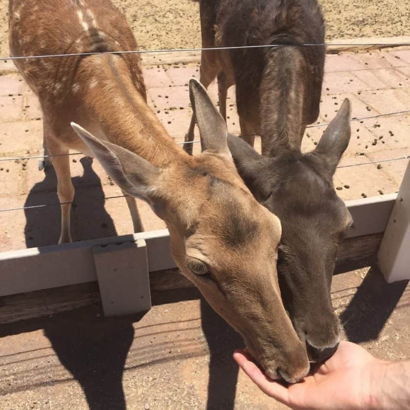 feeding deer at Rooster Cogburn Ostrich Ranch