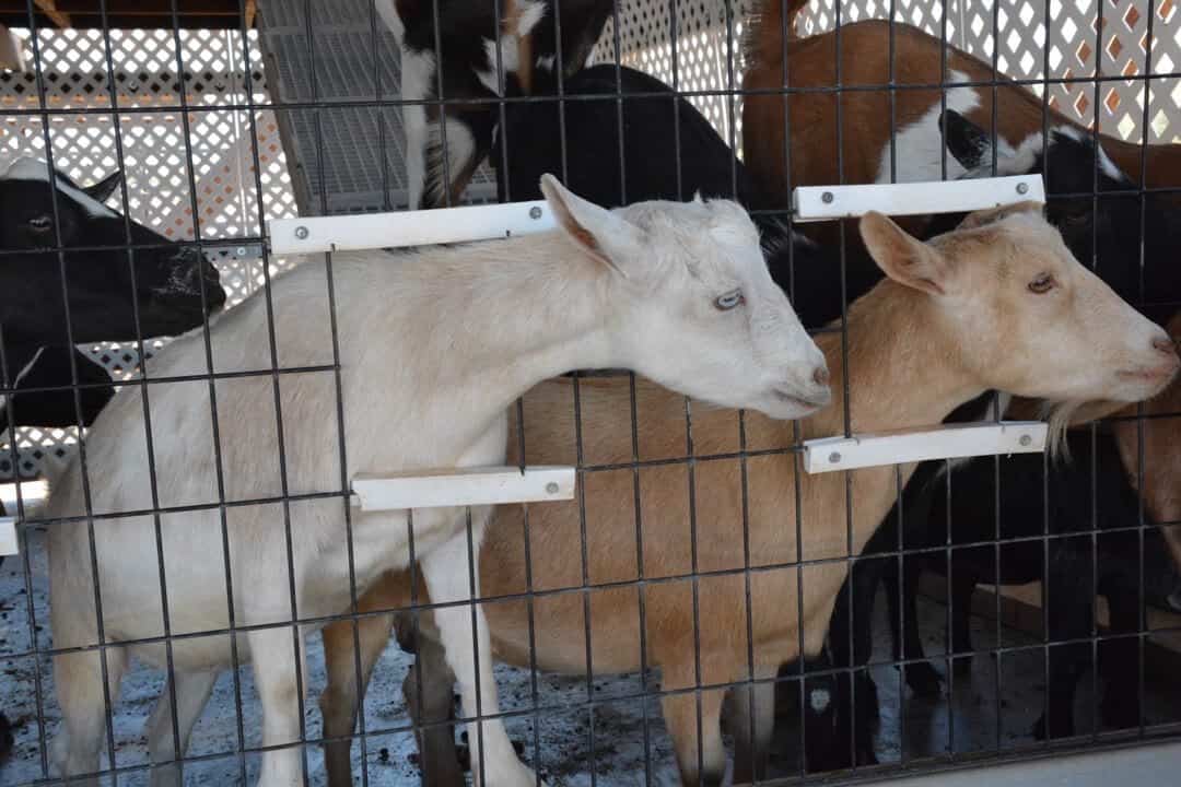 goats at Rooster Cogburn