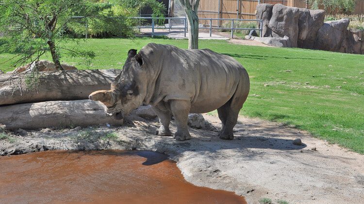 rhino at Reid Park Zoo