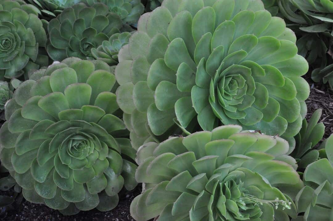 succulents outside of Museum of Making Music | ROAD TRIP: Carlsbad