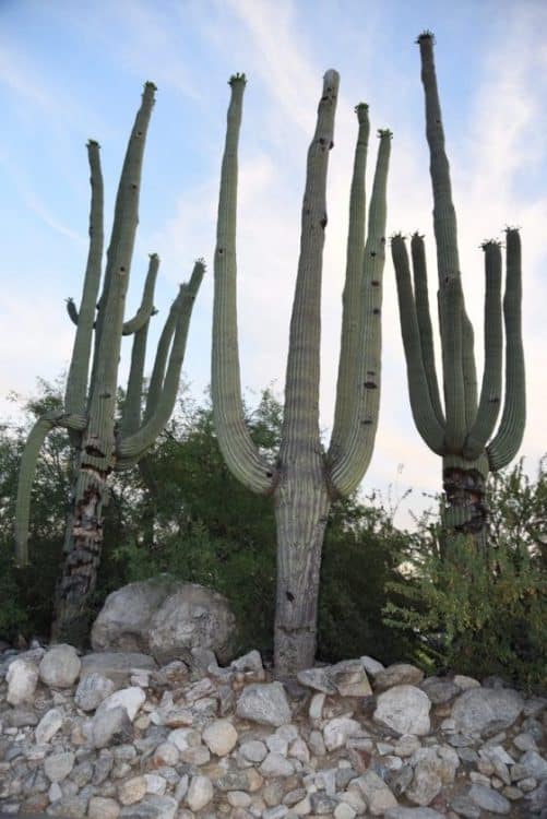 saguaros at Loews Ventana Canyon Resort