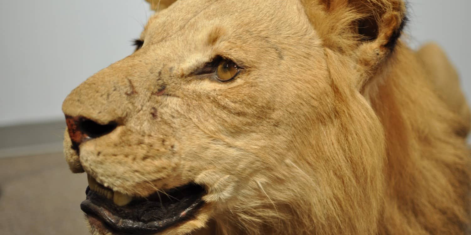 lion international wildlife museum