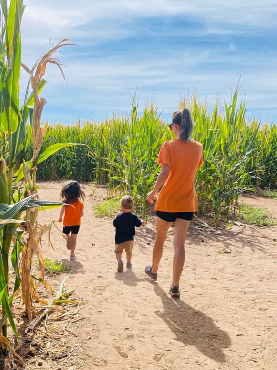 Family Kids Corn Maze Apple Annies Willcox | Apple Annie's - Attraction Guide
