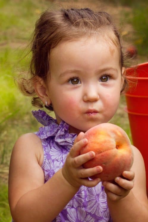 Peach Picking Apple Annies Willcox Tucson | Which Tucson Pumpkin Patch is Best?