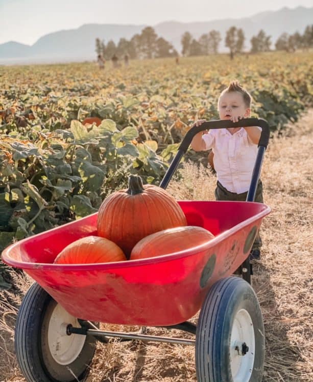 Picking Pumpkins Toddler Apple Annies | GIVEAWAY: Corn Maze Passes for Apple Annie's