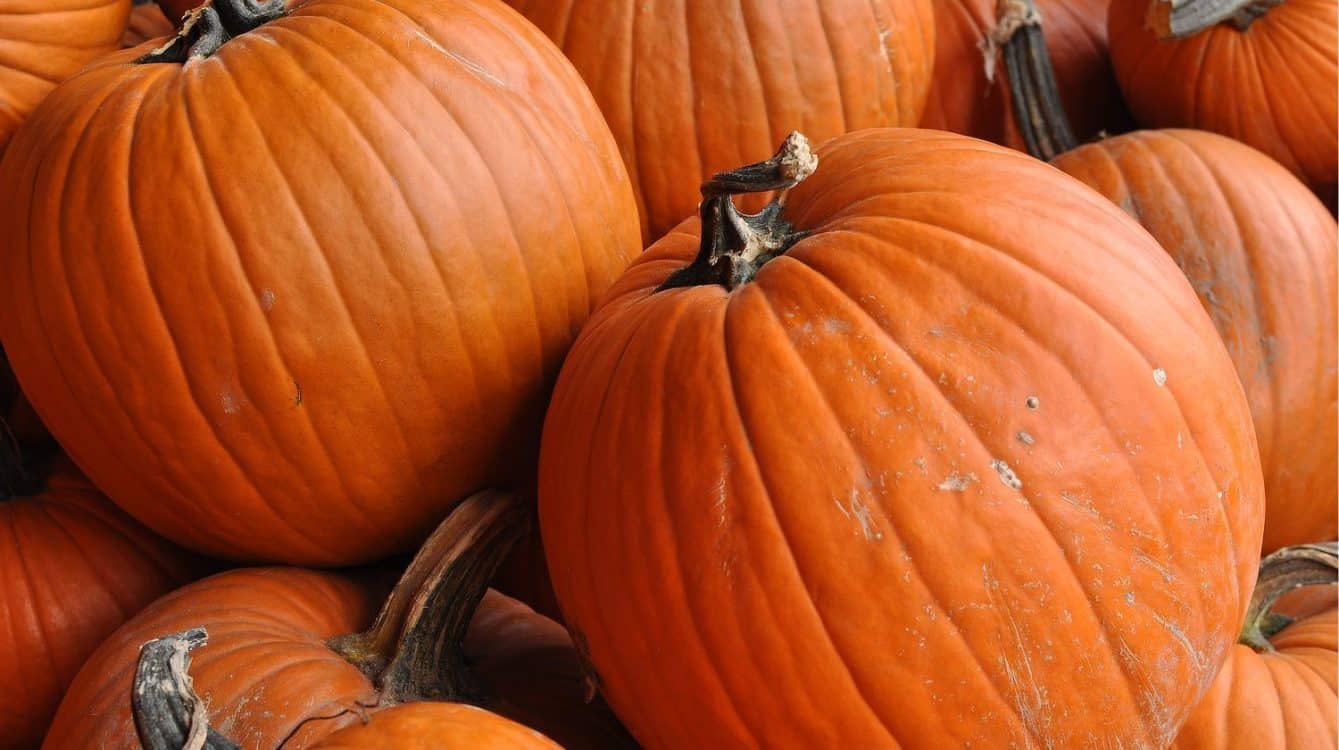 best-tucson-pumpkin-patch-corn-maze