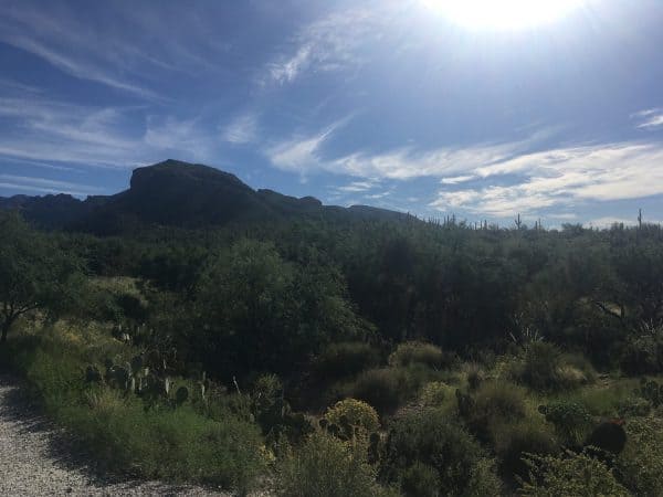 Sabino Canyon Tucson AZ | Sabino Canyon - Attraction Guide