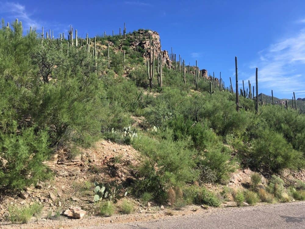 cactus at Sabino Canyon