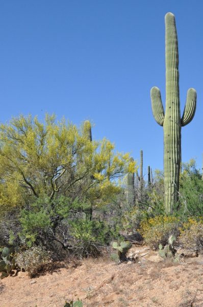 saguaro cactus Sabino Canyon e1504152588505 | Sabino Canyon - Attraction Guide