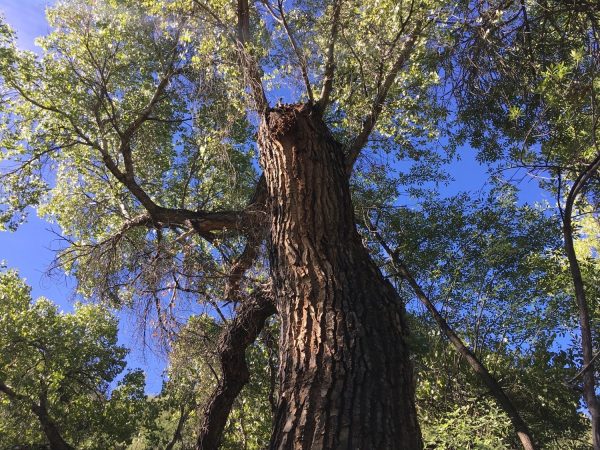 tree at Sabino Canyon | Sabino Canyon - Attraction Guide