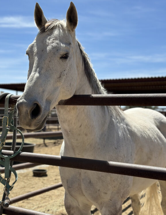 Horse White Stallion Ranch Tucson | White Stallion Ranch: An All-Inclusive Vacation in Tucson