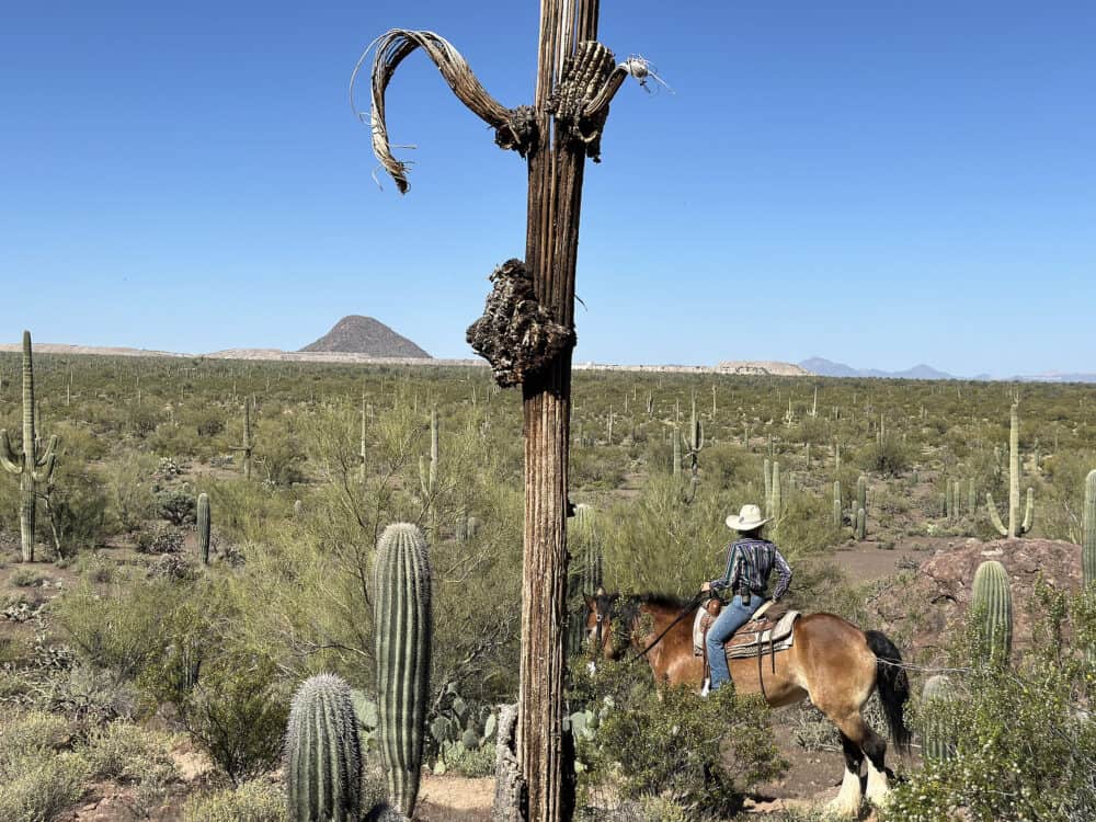 Wrangler White Stallion Ranch Tucson | White Stallion Ranch: An All-Inclusive Vacation in Tucson