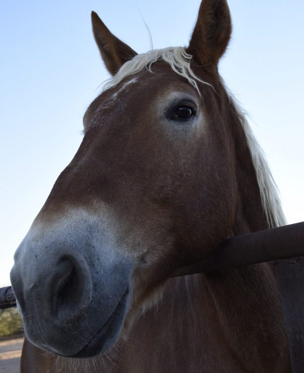 brown horse at White Stallion Ranch