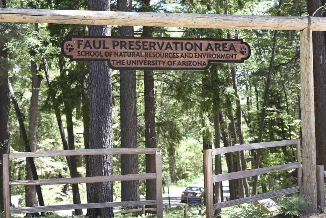 Faul Preservation Area Mount Lemmon