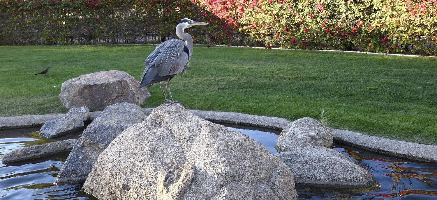 bird at lagoon Fairmont Scottsdale Princess