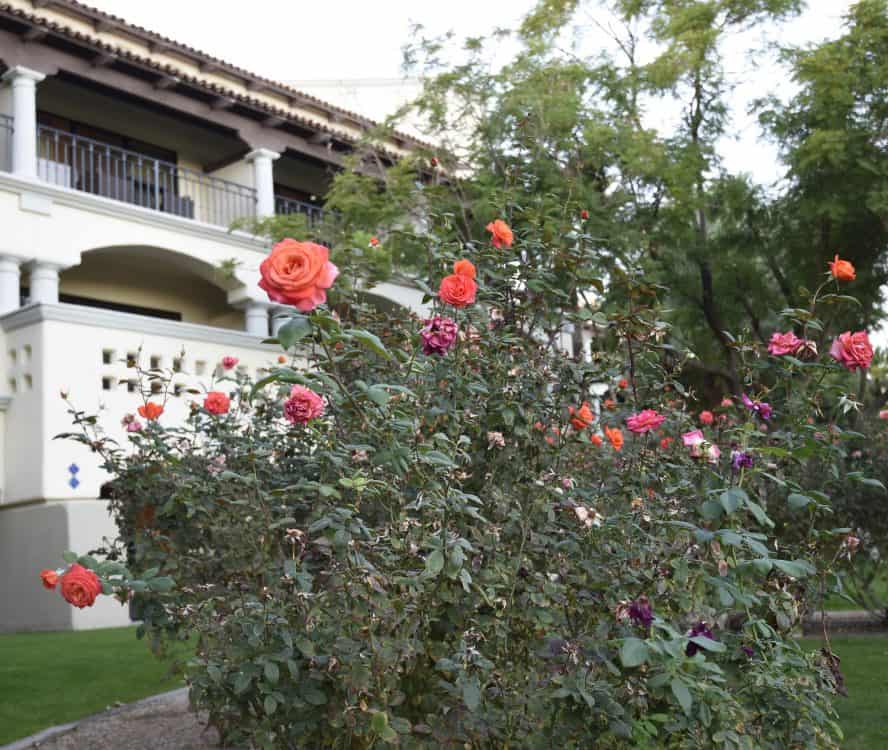 roses in front of guestrooms Fairmont Scottsdale Princess