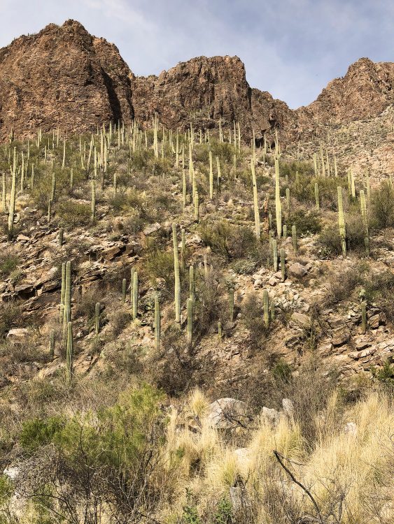Tucson Hike Ventana Canyon Trail