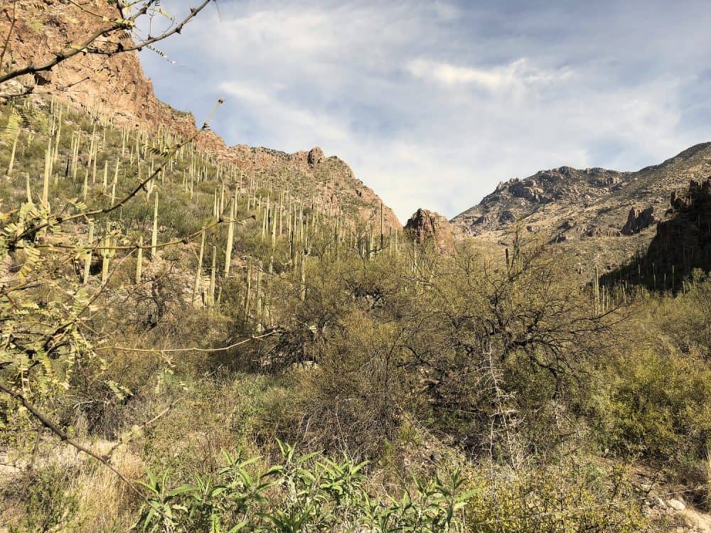 cactus and desert brush on Ventana Canyon Trail