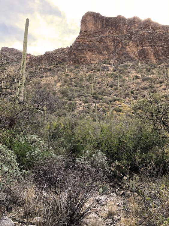 cactus and rocks on Ventana Canyon Trail