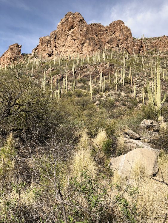 saguaro cactus on Ventana Canyon Trail