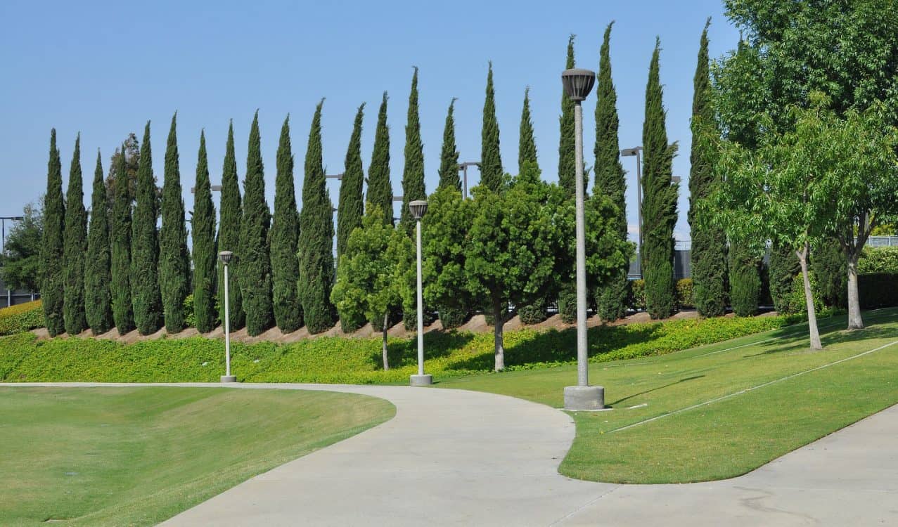 trees-green-Bill-Barber-Memorial-Park