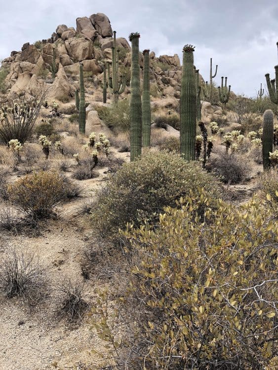 overcast saguaro cactus hiking four seasons scottsdale