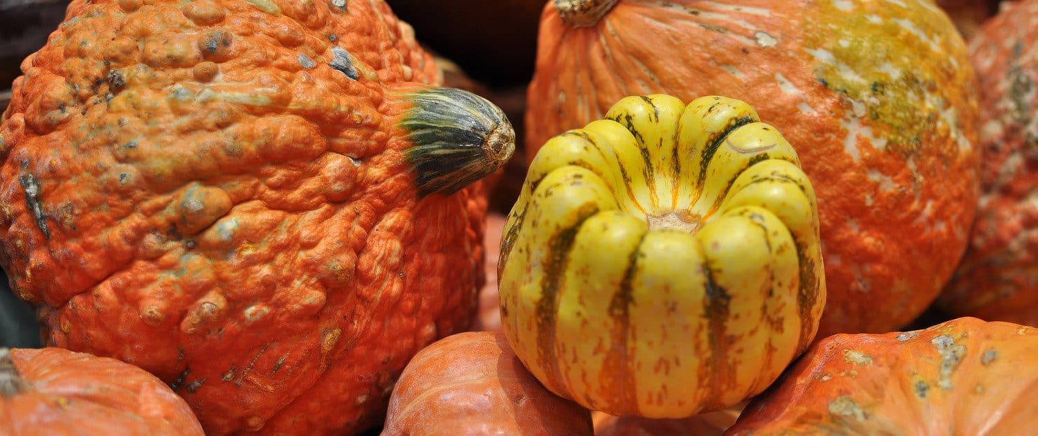 pumpkins-gourds-ajs-fine-foods