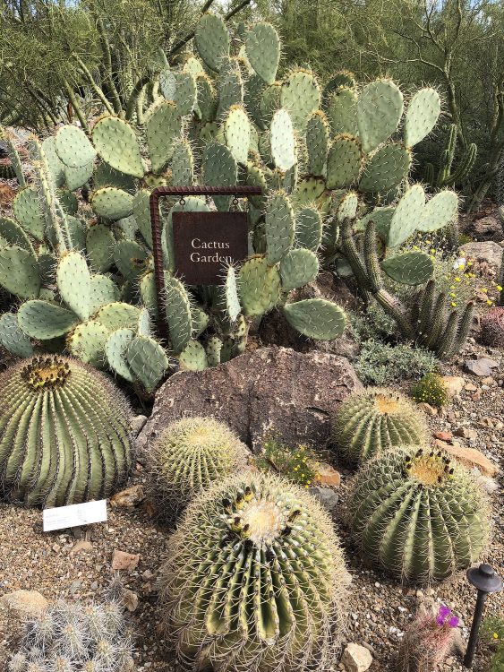 cactus garden arizona sonora desert museum