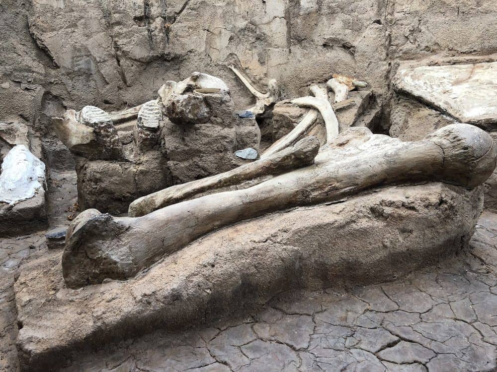 dinosaur fossils bones arizona sonora desert museum