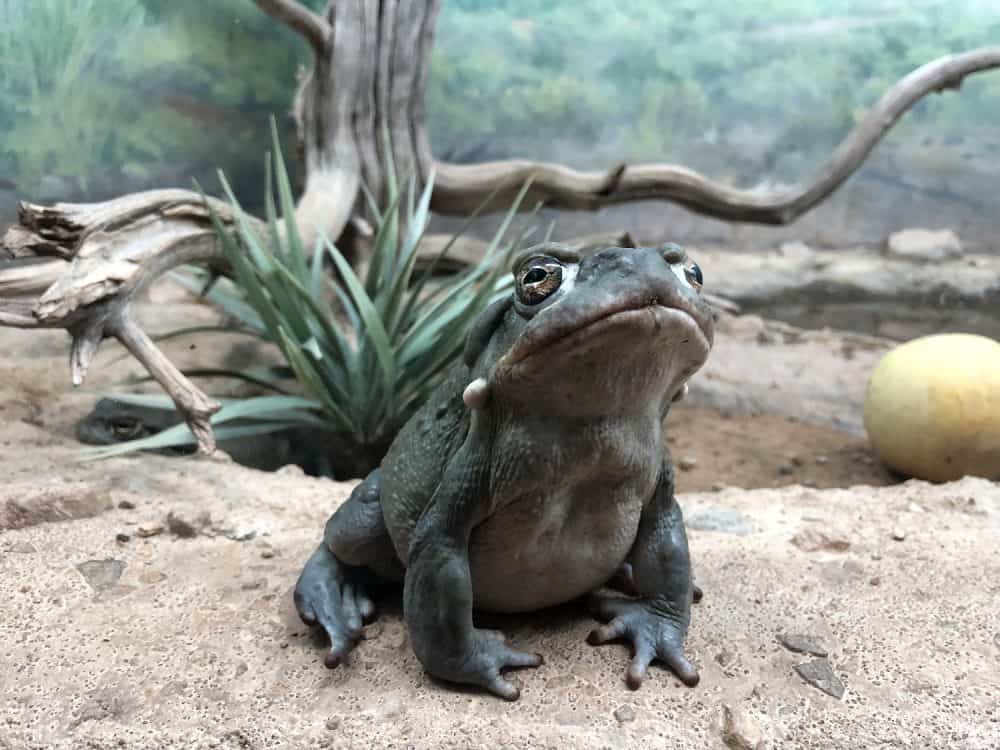 frog arizona sonora desert museum