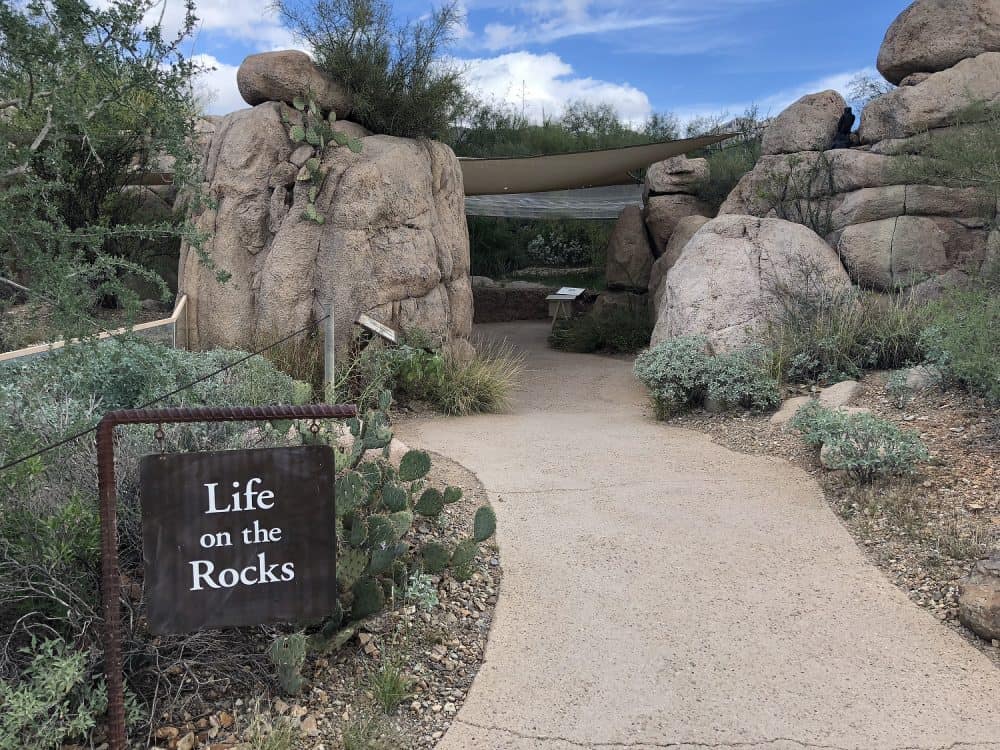 life on the rocks arizona sonora desert museum