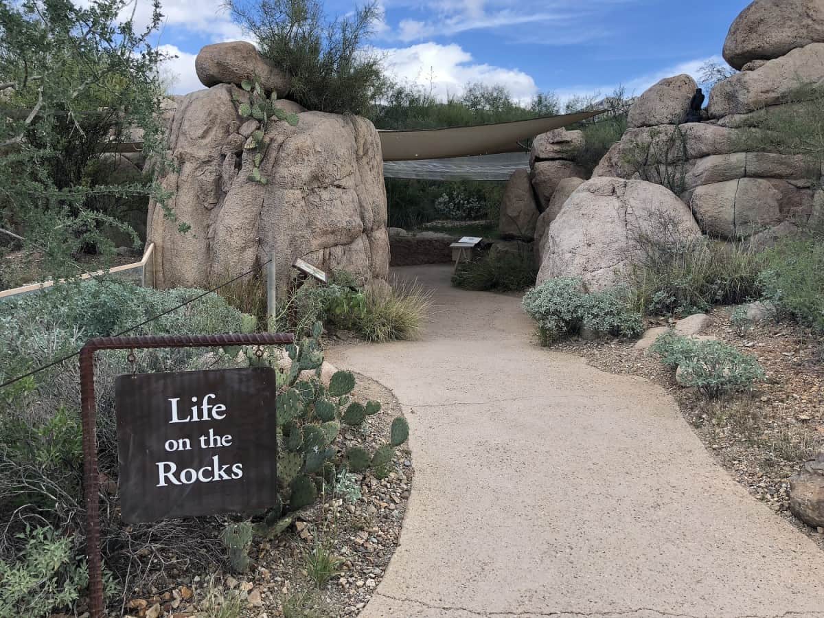ArizonaSonora Desert Museum Guide Tickets, Parking, Exhibits