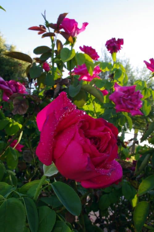 roses Reid Park