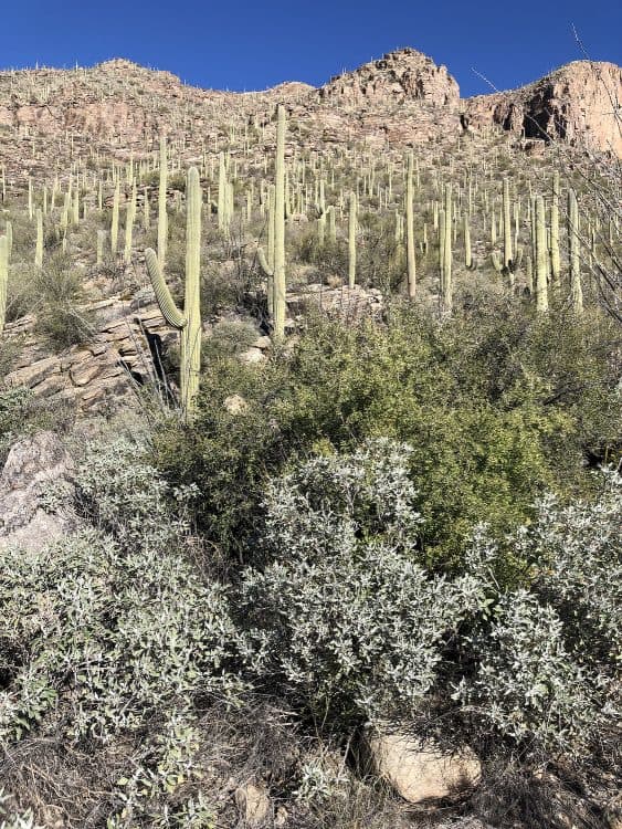 cactus canyons Finger Rock Trail Tucson