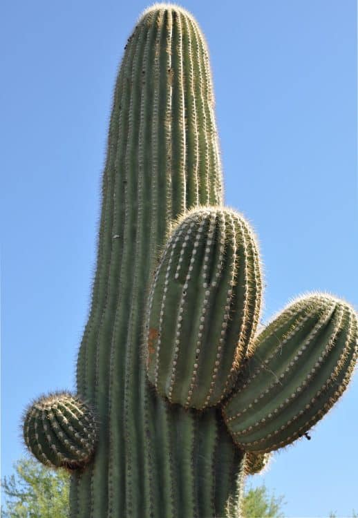 saguaro cactus Tohono Chul Park | Guide to Tohono Chul