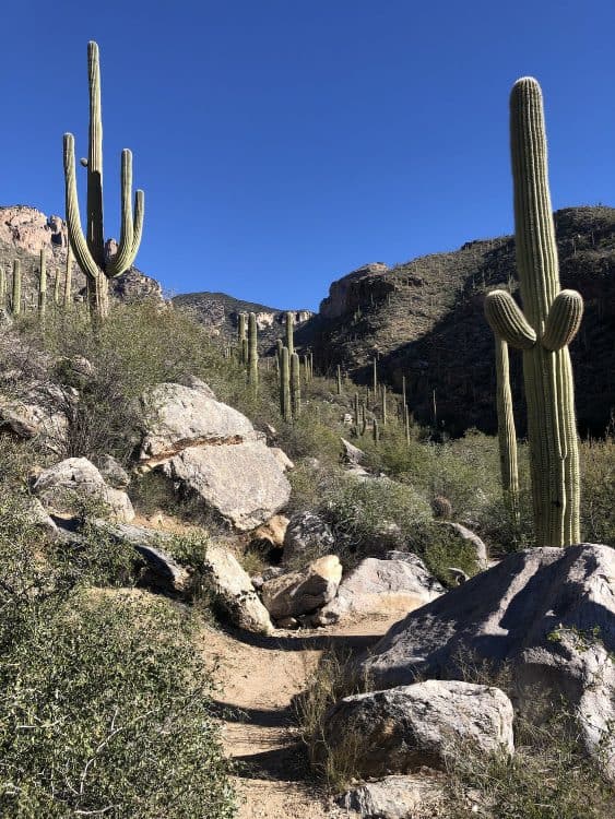 saguaros Finger Rock Trail