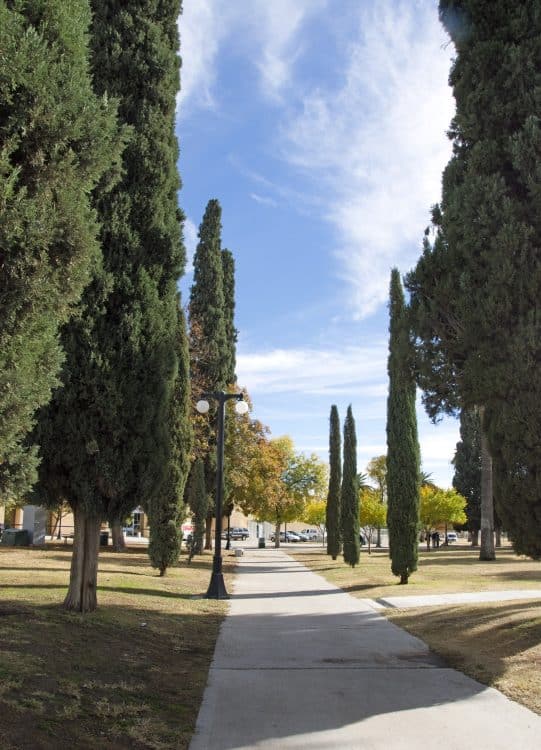 Armory Park trees walking path | Park Profile: Armory Park