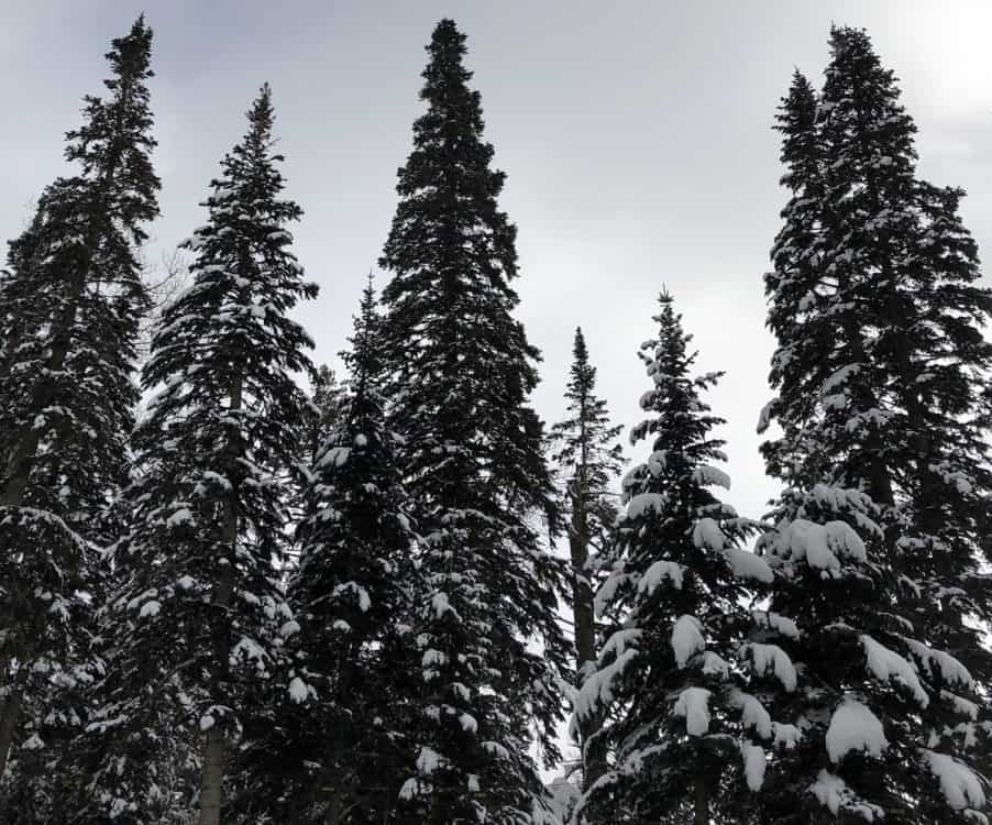 Flagstaff Arizona winter snow pine trees | Ultimate Guide to Arizona Snowbowl