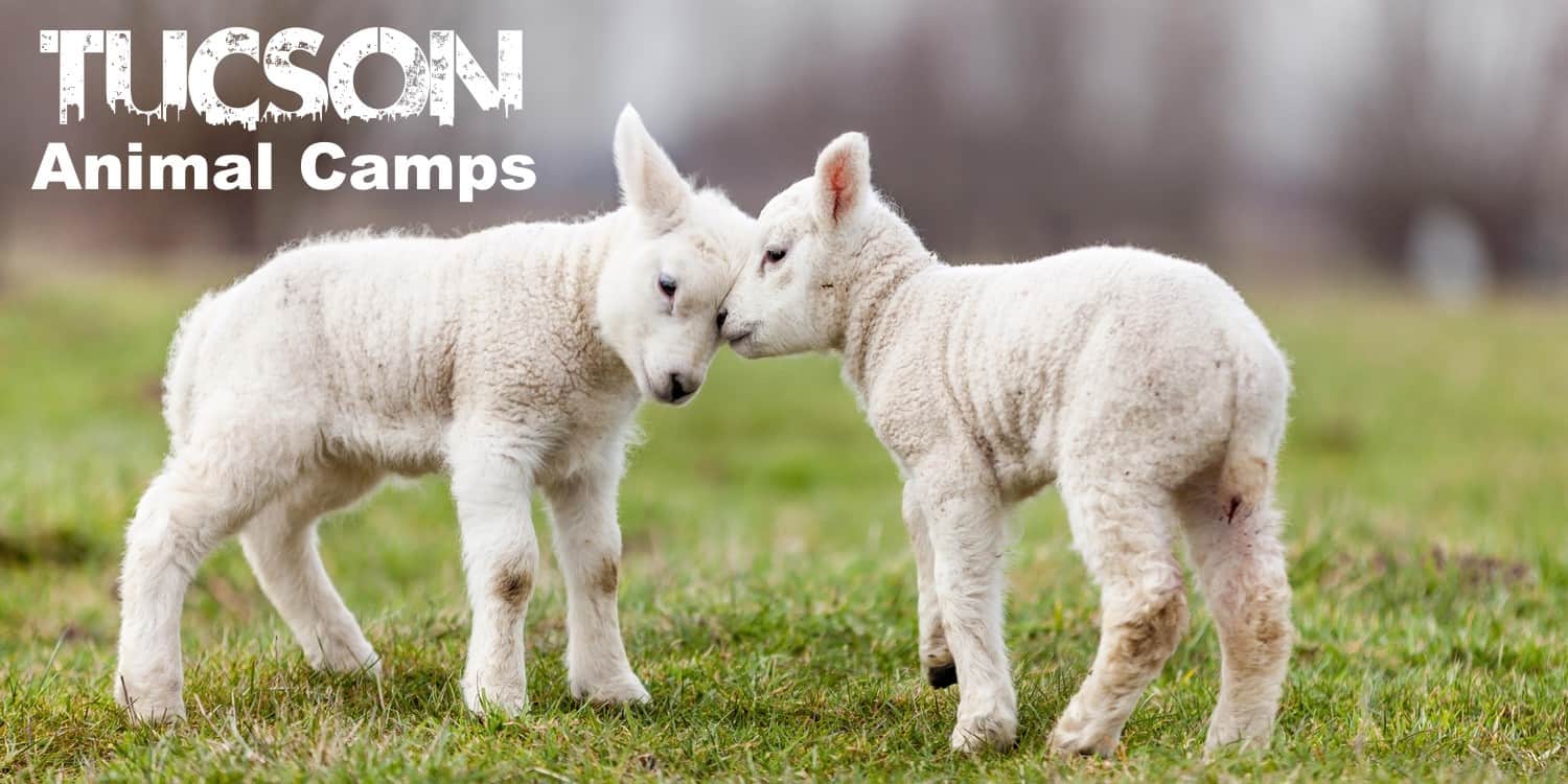 animal camps tucson | Animal Camps in Tucson - Summer 2021