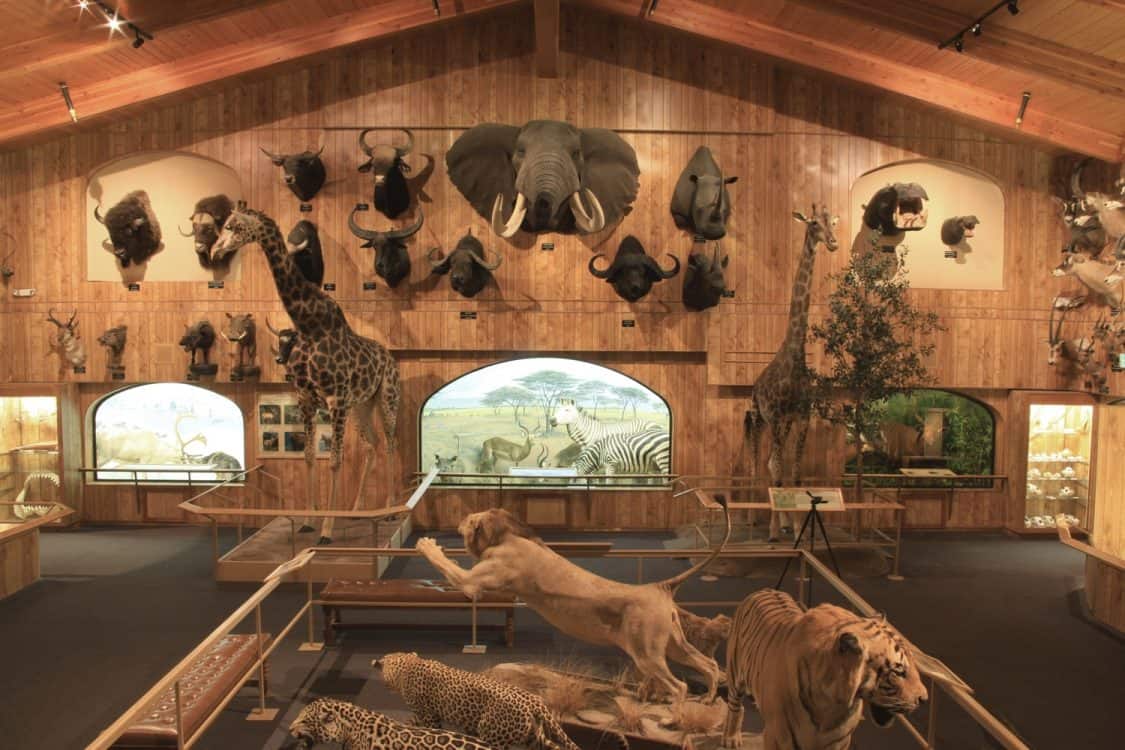 International Wildlife Museum - Attraction Guide | TucsonTopia