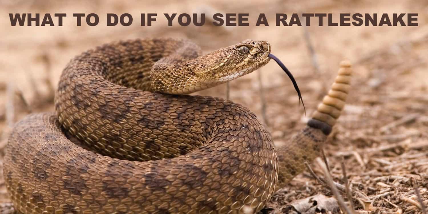 what to do if you see a rattlesnake