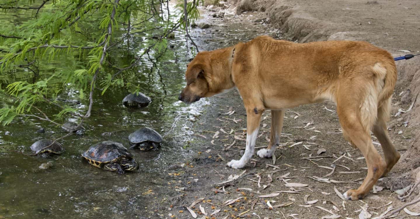 dog meeting turtles Fort Lowell Park | Park Profile: Fort Lowell Park