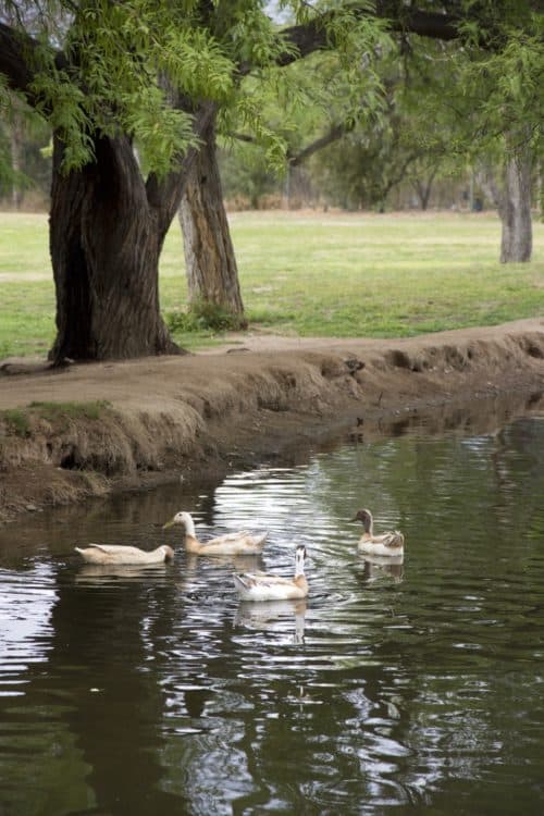 ducks pond Fort Lowell Park | Park Profile: Fort Lowell Park