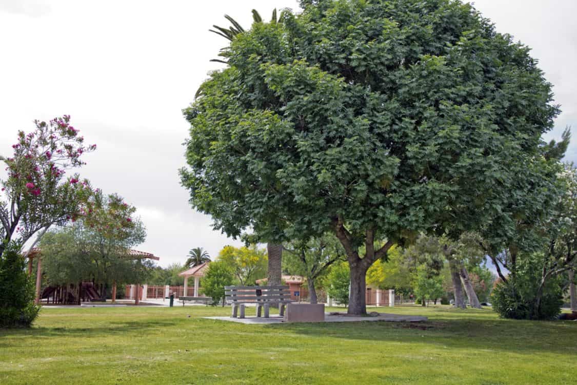mature tree Catalina Park Tucson | Guide to Catalina Park - Parking, Hours, Parties