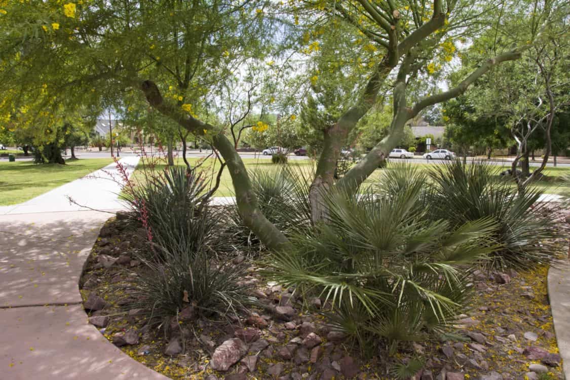 palo verde trees plants Catalina Park | Guide to Catalina Park - Parking, Hours, Parties