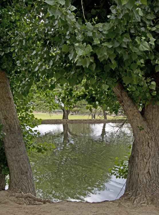 trees water Fort Lowell Park | Park Profile: Fort Lowell Park