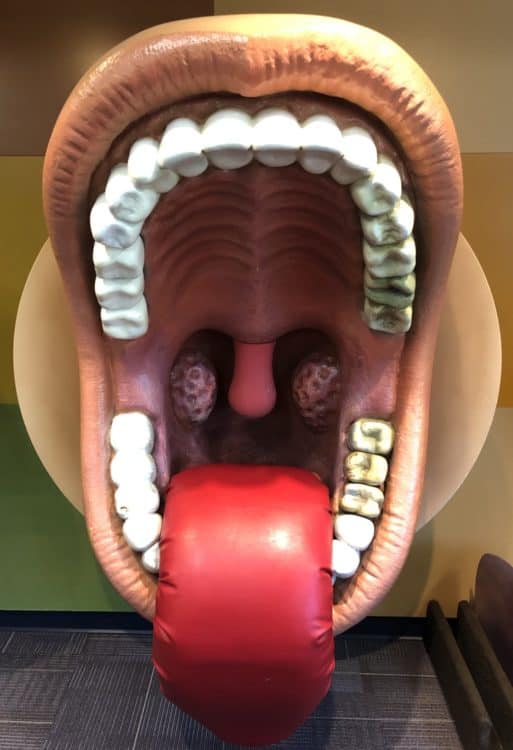 mouth tongue teeth Childrens Museum Tucson | Children's Museum Tucson - Attraction Guide