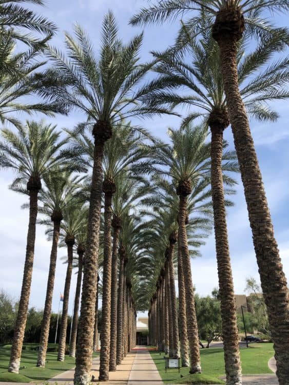 palm trees walkway JW Marriott Phoenix Desert Ridge Resort | Resort Report: JW Marriott Phoenix Desert Ridge Resort & Spa