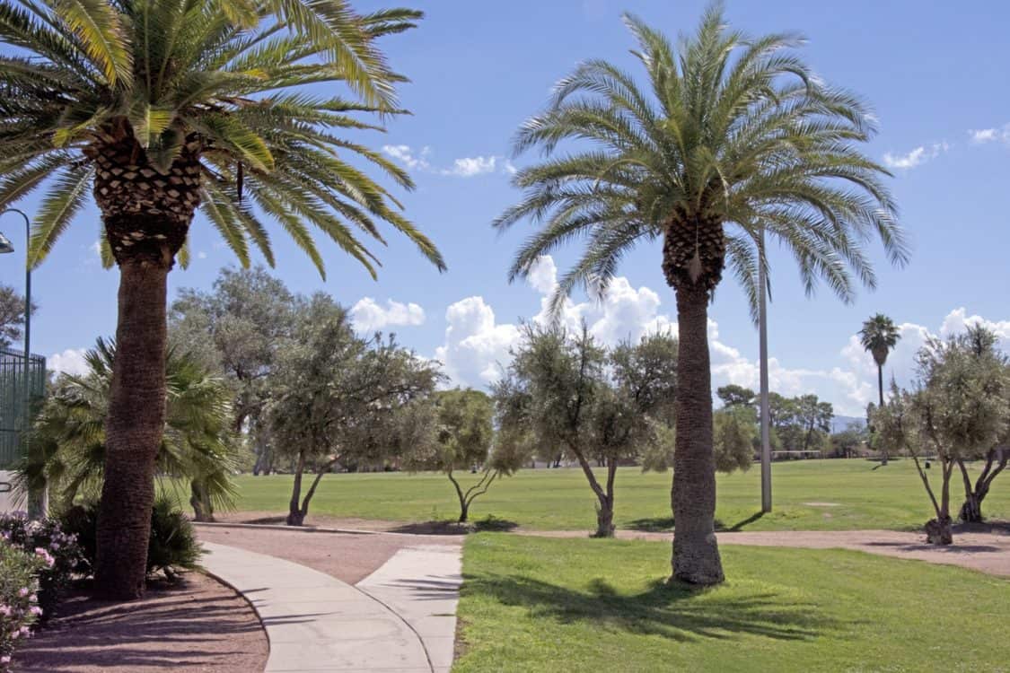 palm trees grass walking Himmel Park Tucson | Park Profile: Himmel Park