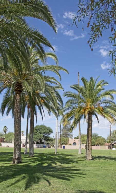 waving palm trees Himmel Park Tucson | Park Profile: Himmel Park